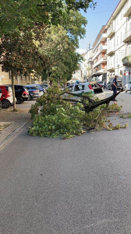 Grosso ramo cade sulla strada in via Sobrero